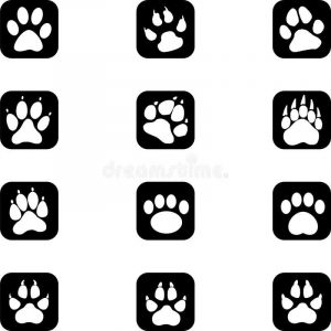 Section F: PHOTOGRAPHY CLASSES -F3 Hooves or Paws