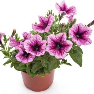Section C: FLOWER CLASSES - C8 A pot plant flowering