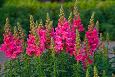 Section C: FLOWER CLASSES - C6 Six stems antirrhinum (snapdragon)