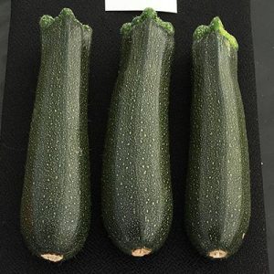 Section A: VEGETABLE CLASSES - A1 Three courgettes without  flowers
