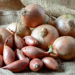Section A: VEGETABLE CLASSES - A6 Four onions or shallots