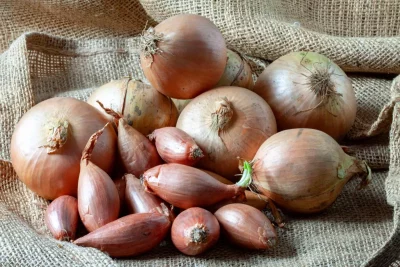 Section A: VEGETABLE CLASSES - A6 Four onions or shallots